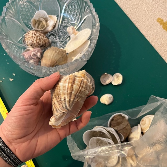 Real Starfish - Picture 4 of 14